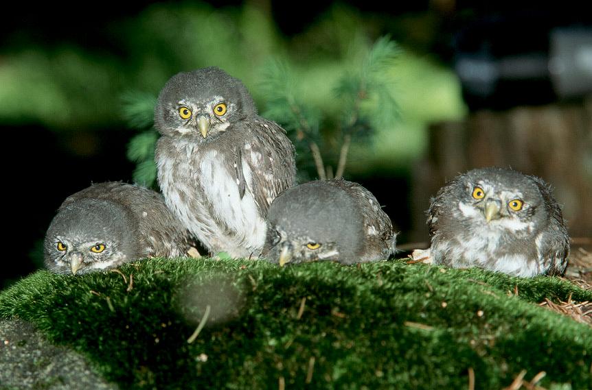 Four fledgling Eurasian Pygmy Owls on a moss-covered rock by Romuald Mikusek