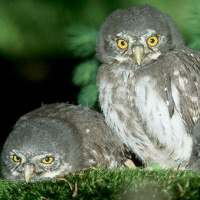 Eurasian Pygmy Owl