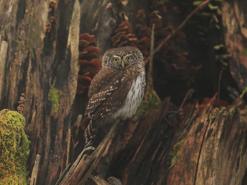 Eurasian Pygmy Owl sitting on a broken tree stump by Tomasz Samolik