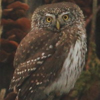 Eurasian Pygmy Owl