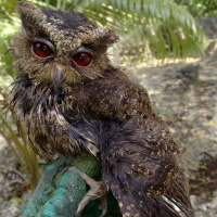 Everett's Scops Owl
