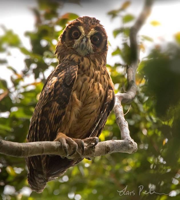 Fearful Owl looks down from a bare branch by Lars Petersson