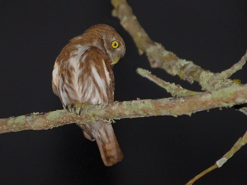 Ferruginous Pygmy Owl perched on a branch at night looking down by Alan Van Norman