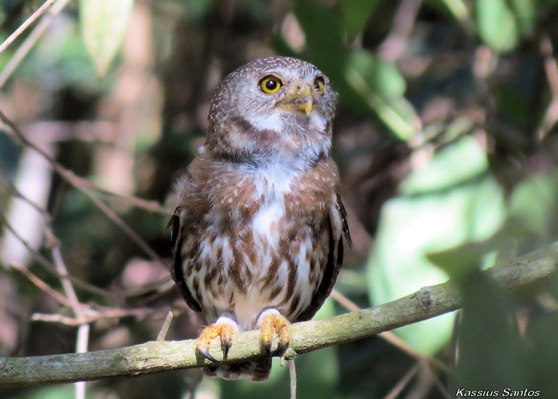 Ferruginous Pygmy Owl perched on a branch looking up by Kassius Santos