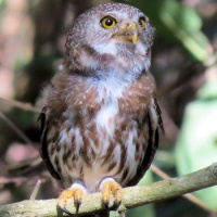 Ferruginous Pygmy Owl