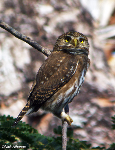 side view of a Ferruginous Pygmy Owl looking up by Nick Athanas