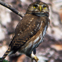 Ferruginous Pygmy Owl