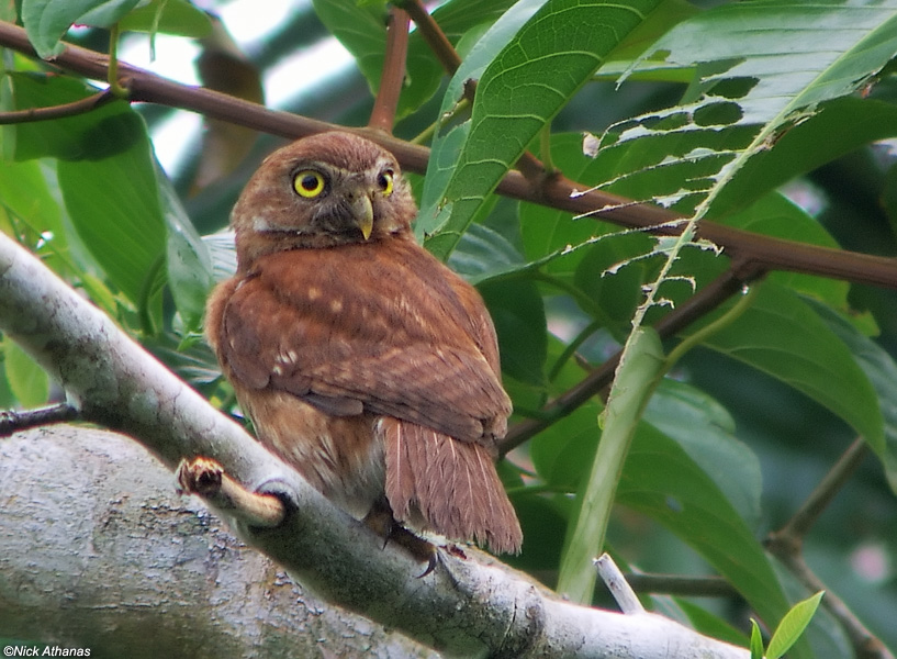 Rear view of a red Ferruginous Pygmy Owl looking back by Nick Athanas