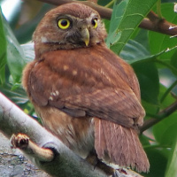 Ferruginous Pygmy Owl