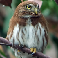 Ferruginous Pygmy Owl