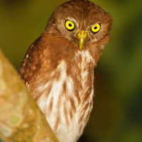 Ferruginous Pygmy Owl