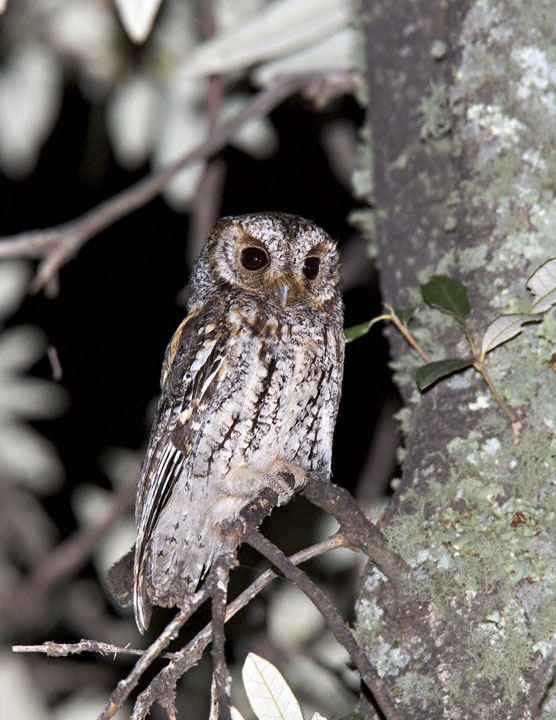Flammulated Owl perched on a thin branch at night by Greg Lasley