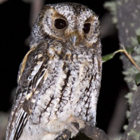 Flammulated Owl