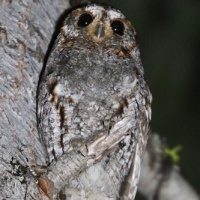 Flammulated Owl