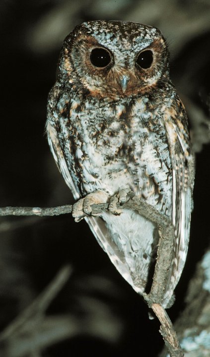 Close-up of a Flammulated Owl perched on a small branch at night by Rick & Nora Bowers