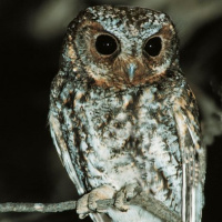 Flammulated Owl