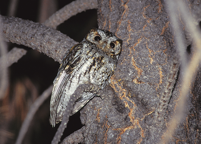 Flammulated Owl on a branch close to a tree trunk by Rick & Nora Bowers