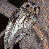 Flammulated Owl