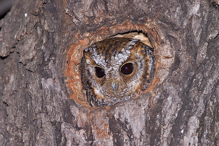 Flammulated Owl pops its head out of a nest hollow in the trunk of a tree by Rick & Nora Bowers