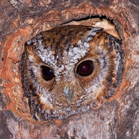 Flammulated Owl