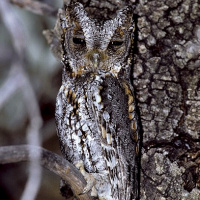 Flammulated Owl