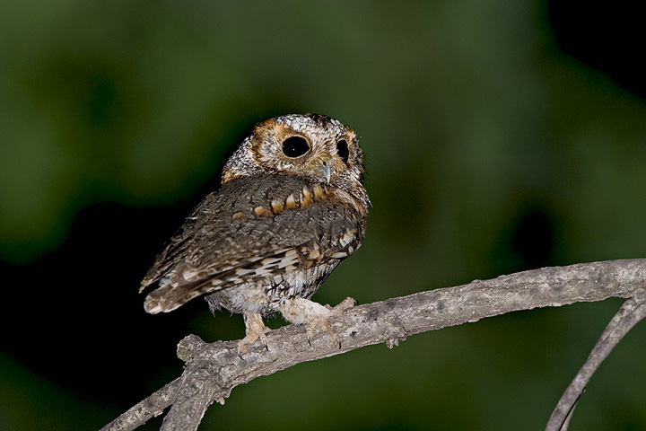 Flammulated Owl looks back over its shoulder by Rick & Nora Bowers