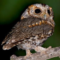 Flammulated Owl