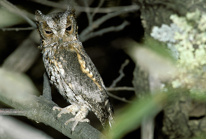 Side profile of a Flammulated Owl squinting by Rick & Nora Bowers