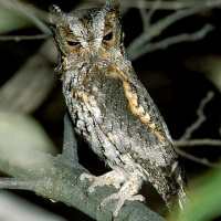 Flammulated Owl