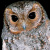 Flammulated Owl