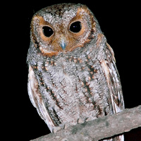 Flammulated Owl