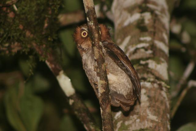 Flores Scops Owl partially obscured by the tree branch it is perched on by James Eaton