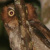 Flores Scops Owl