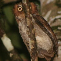 Flores Scops Owl