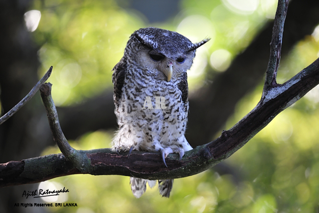 Forest Eagle Owl looking down from a curved branch by Ajith Ratnayaka