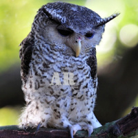 Forest Eagle Owl