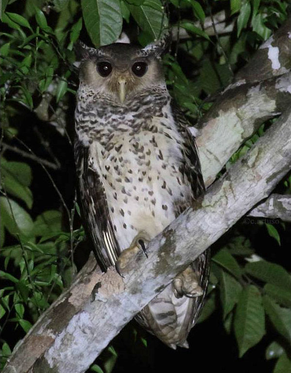 Forest Eagle Owl up in a tree at night by Christian Artuso