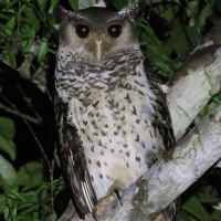 Forest Eagle Owl