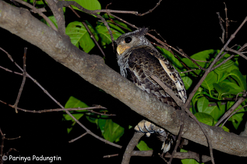 Forest Eagle Owl high in a tree at night by Parinya Padungtin