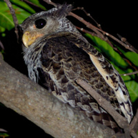 Forest Eagle Owl