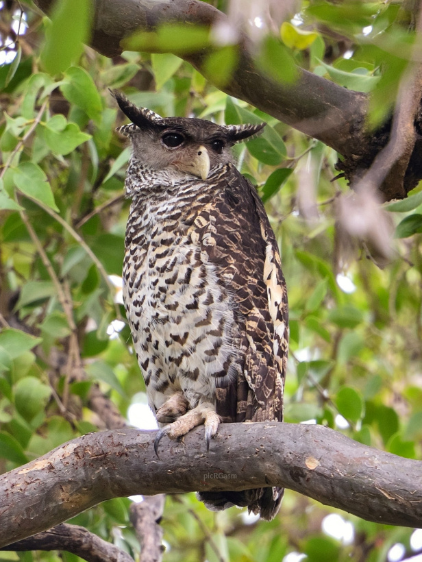 Forest Eagle Owl perched on one foot and looking to the side by Ramesh Ganeshan