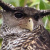 Forest Eagle Owl