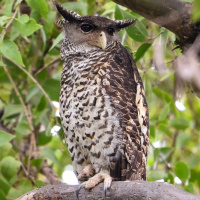 Forest Eagle Owl