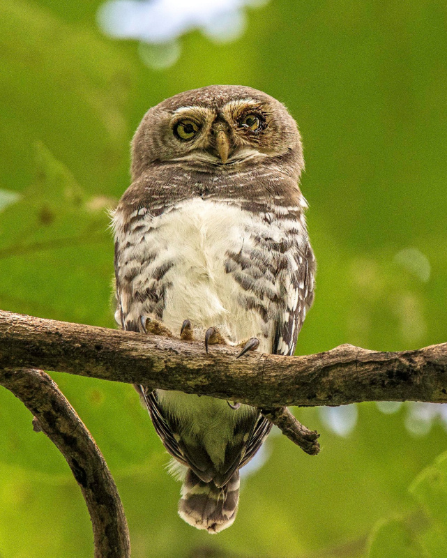 Front view of a Forest Owlet showing nictitating membrane over eyes by Sudhir Hasamnis