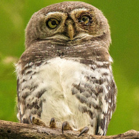 Forest Owlet