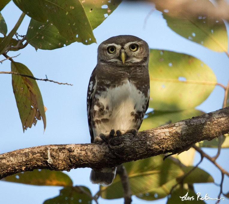 Front view of a Forest Owlet perched on a branch by Lars Petersson