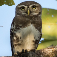 Forest Owlet