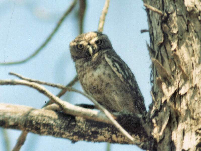 Grainy old photo of a Forest Owlet by Raju Kasambe