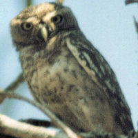 Forest Owlet