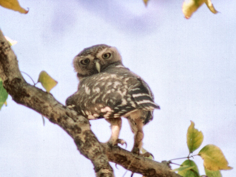 Rear view of a Forest Owlet looking back at us by Raju Kasambe